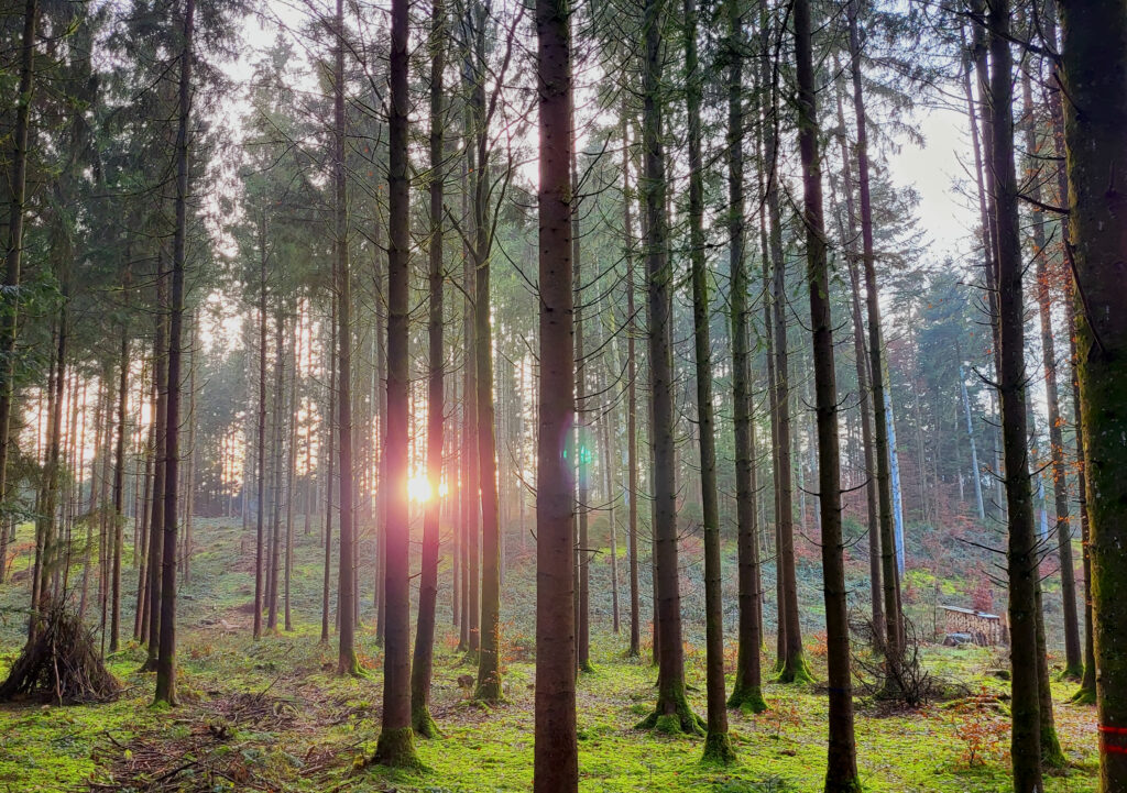 Ruhigen Wald mit weichem Boden, Struktur und Tiefe